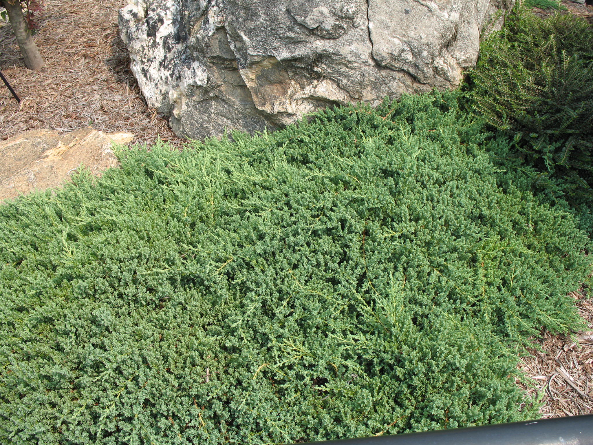 Online Plant Guide - Juniperus Procumbens 'Nana' / Dwarf Japanese ...